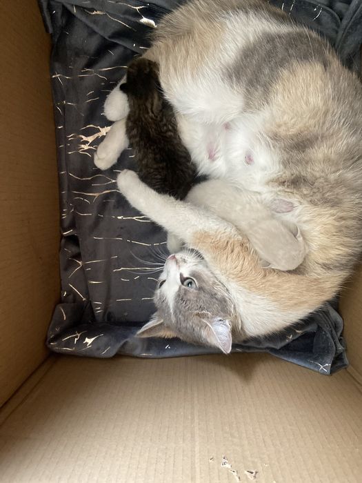 Отдам кошку с котятами в хорошие и добрые руки!Бесплатно