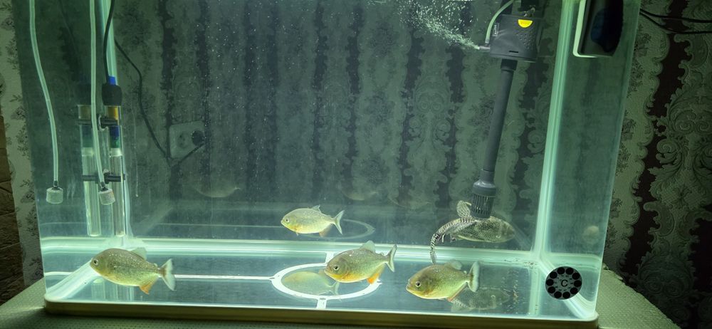 xitoy akuarium sotiladi