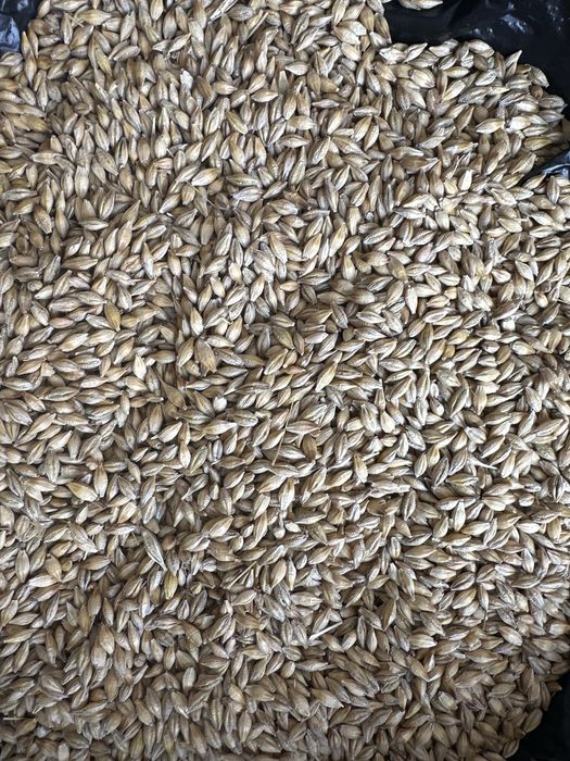 Ячмень хорошего качества