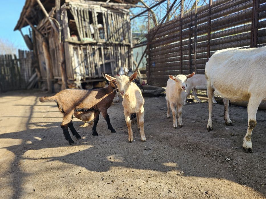 Vand iezi Zane cu Alpin