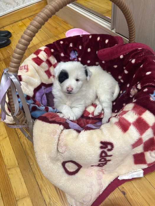 Самый красивый щенок в добрые руки