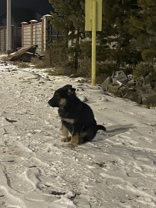 Немецски овчарка