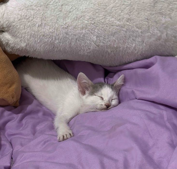 Отдам в хорошие руки