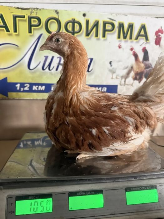 В продаже. Несушка молодка .