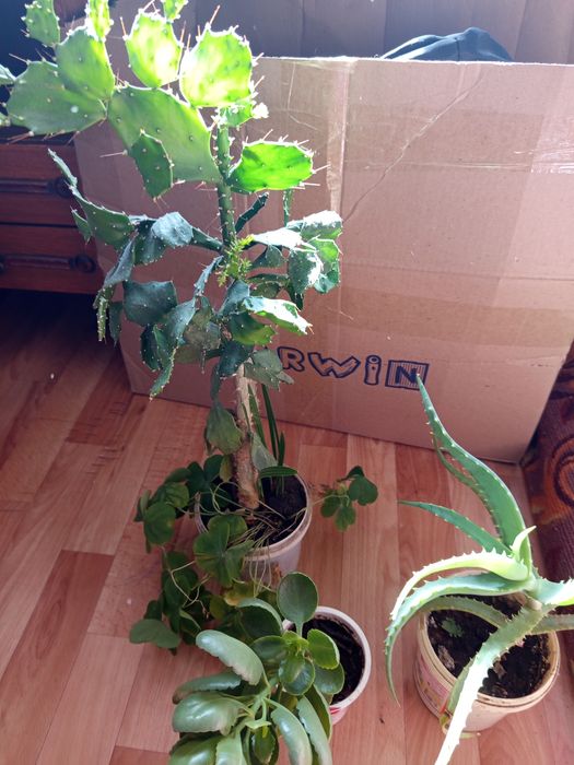 Продам кактус, каланхоэ,,алоэ по 500 тенге