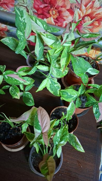 Продам комнатные растения