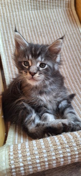 Мальчик  мейн-кун