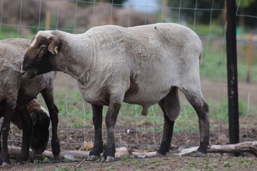 Продам овец Саффолк (Суффолк)  Баран продан
