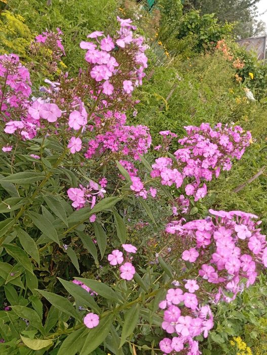 Продам многолетние цветы флоксы, хризантемы, ирисы, лилии, рутбекия. .