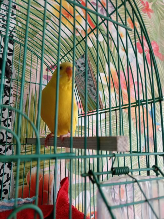 Продаю попугая с клеткой