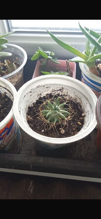 Продам цветы комнатные