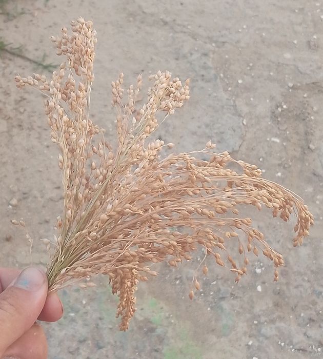 Arpa sotiladi bu
