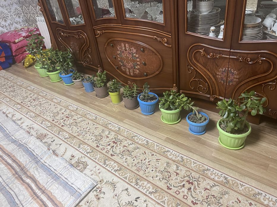 Гулдер/Цветы