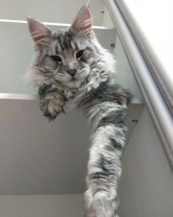 Чистокровные котята Мейн-кун