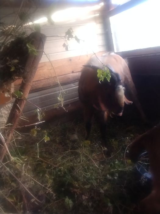 Capre anglo -nubiene