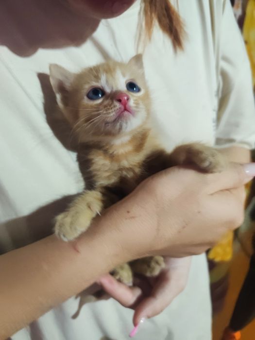 Котенок рыжий мальчики