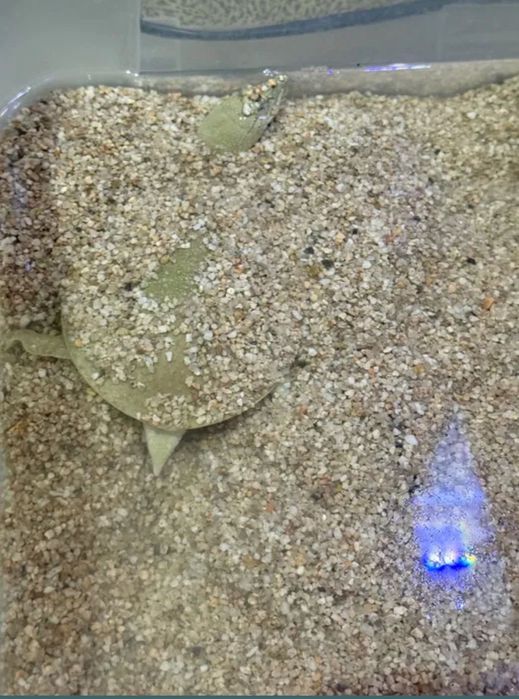 Водяная черепаха трионикс