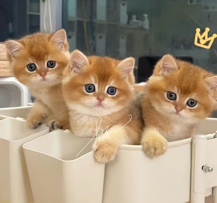 Золотая шиншилла