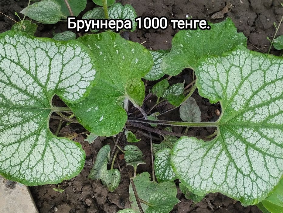 Продам садовые  многолетние цветы