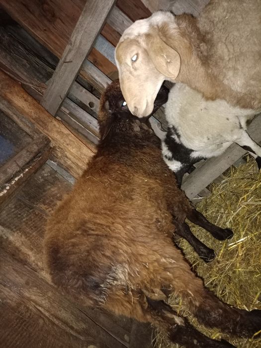 Продам кошкара на доращивания