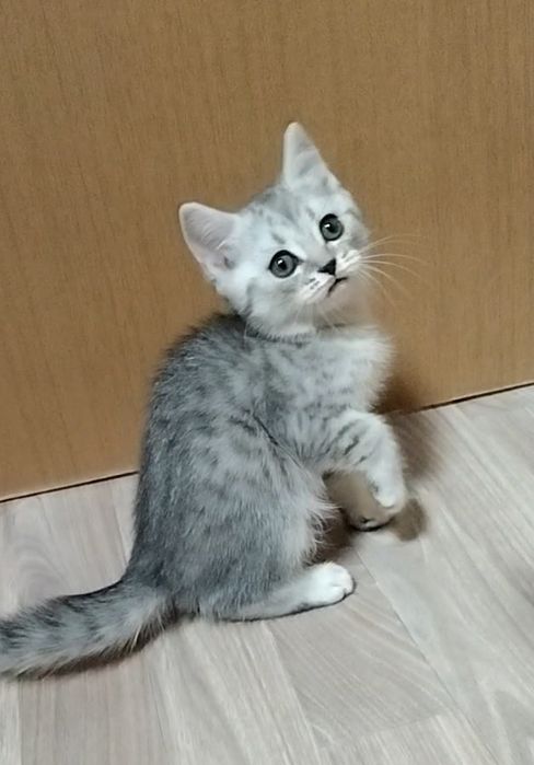 Шотландский Скоттиш страйт.