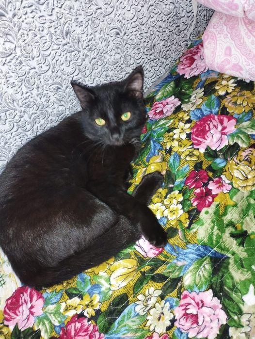 Отдам в добрые руки