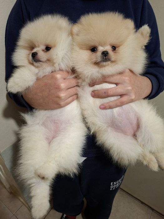 Померан малък шпиц момичета