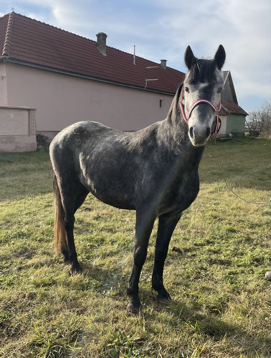 ponei sport cu pasaport ideal pentru echitatie