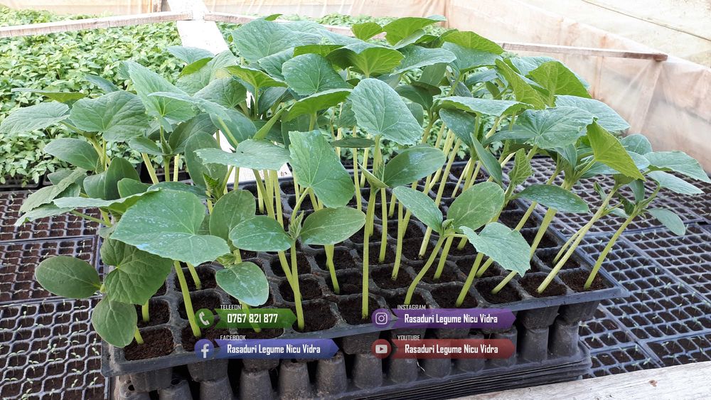 Vand rasaduri legume : Rasad de rosii \ tomate castraveti ardei vinete