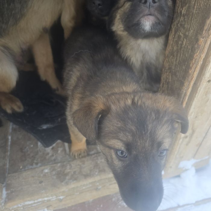 Щенят ищут новых хозяинов