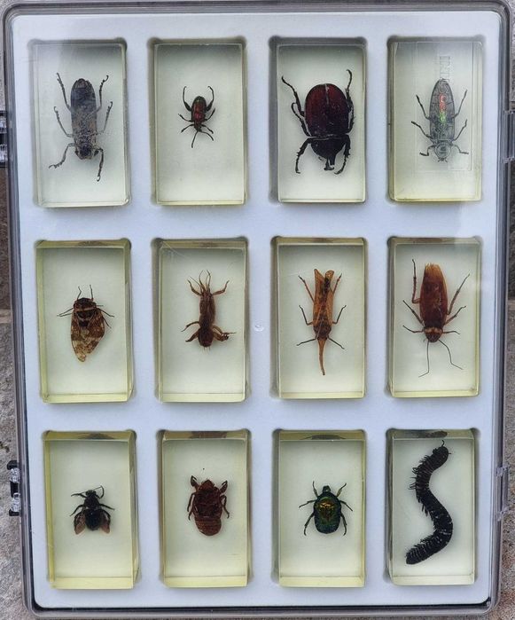 INSECTE REALE - Intreaga colectie de la Deagostini, 56 piese + albume!