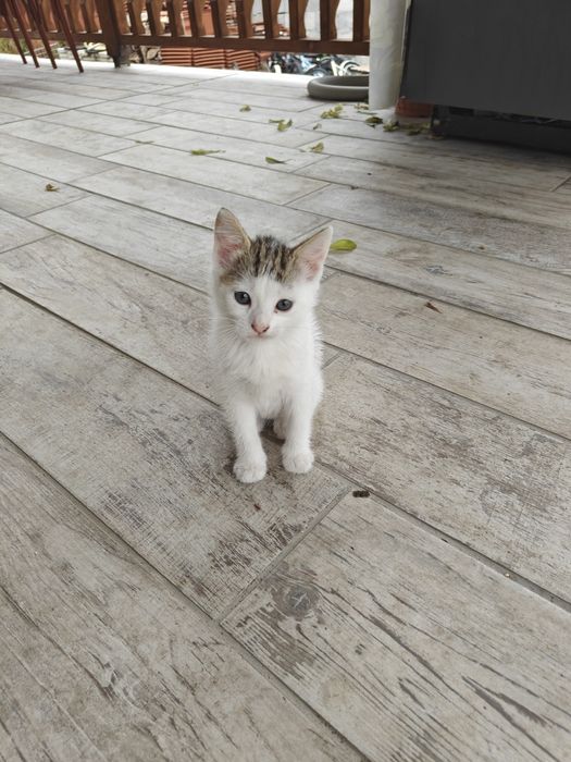 Подарявам котенца