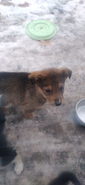 Отдам щенков в хорошие руки