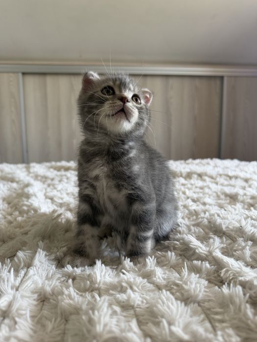 Puiut Scottish fold