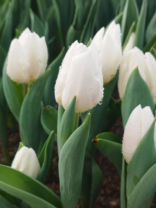 Тьюльпаны оптом с теплицы