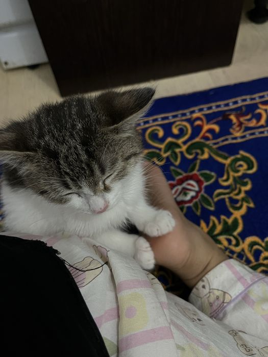 котёнок бесплатно