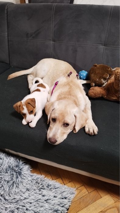 Лабрадор ретривър