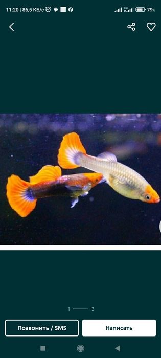 Аквариумные рыбки.