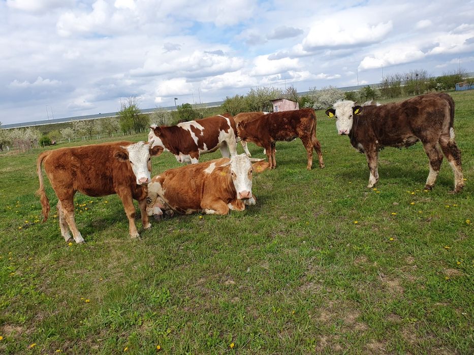 Vand 5 juninci baltate