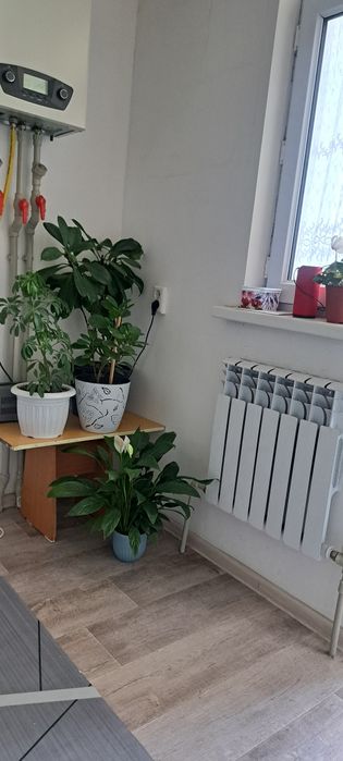 Цветый Свежий на горжке
