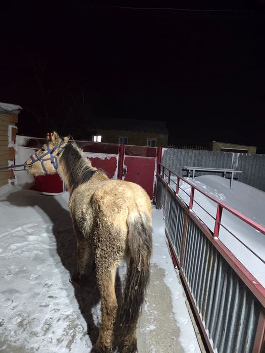 Продается тай (жеребчик)