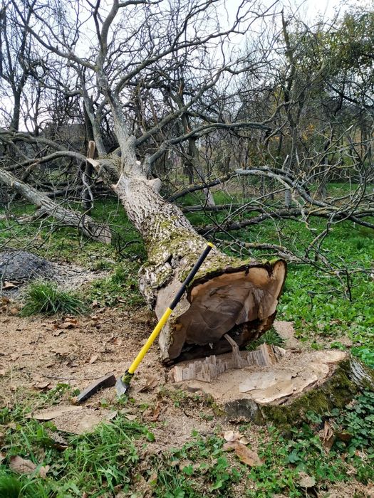 Vând Nuc  de 100 de ani