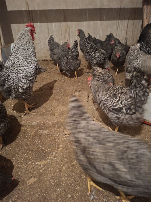 Амрокс парода заказ аламын