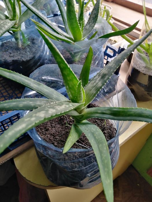 Лечебни Алое Вера и Дървовидно алое, Хлорофитум, Олиандър-лян