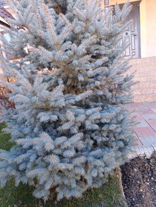Голубая ель от двух метров