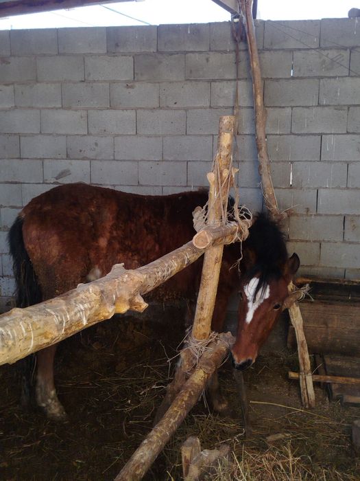 Палтарашка лар семіз союға