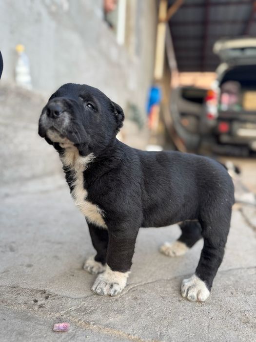 Продам щеньки алабая