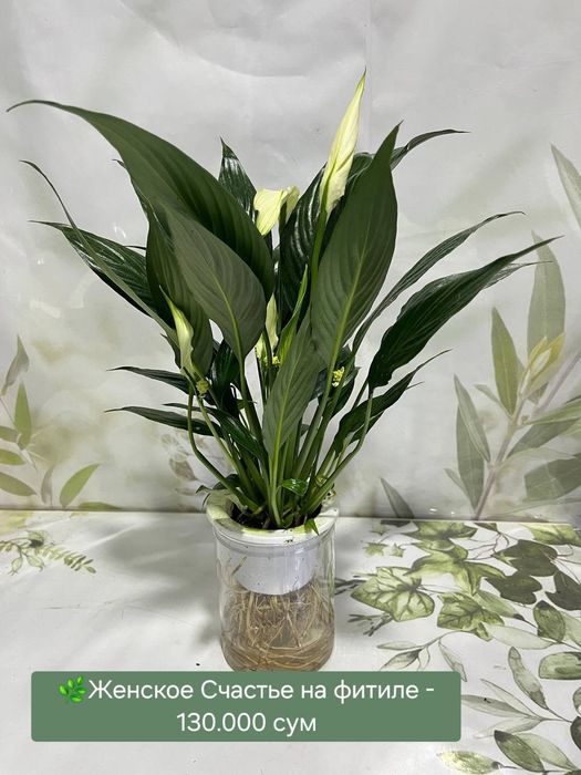 Женское счастье, калатея и др