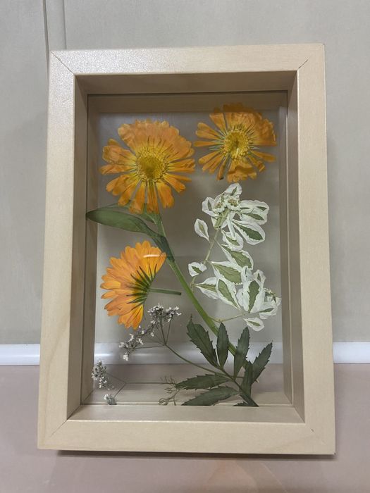 Гербарий в деревянной рамке под стеклом