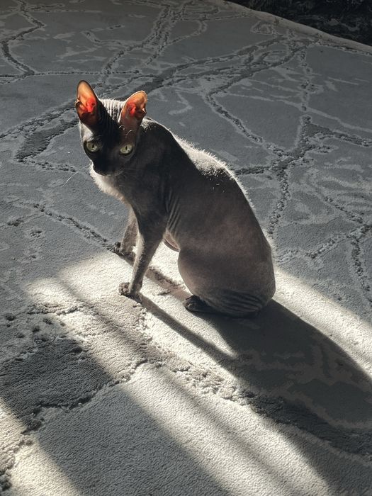 Донской сфинкс девочка 3 года